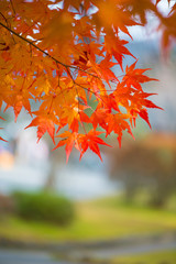 Red maple leaves in autumm season