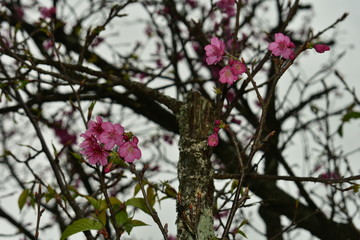 tree in bloom