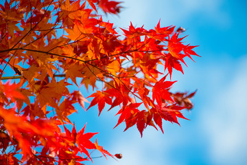Red maple leaves in autumm season on blue sky