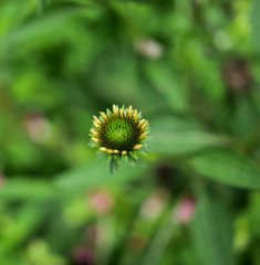 yellow flower on blue background