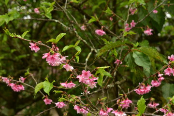 pink flowers in garden