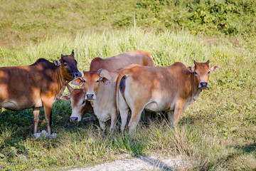 Naklejka na ściany i meble Cows graze in a meadow in Thailand.