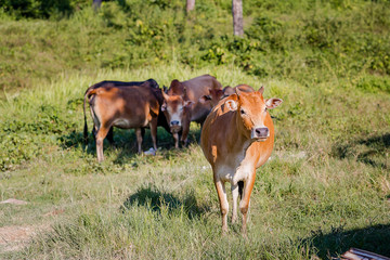 Cows graze in a meadow in Thailand.