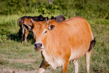 Obraz premium Cows graze in a meadow in Thailand.