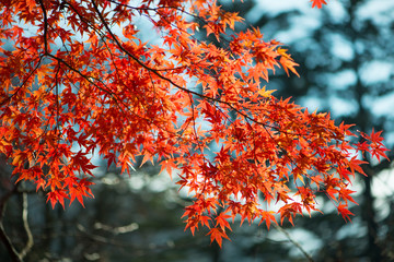 Red maple leaves in autumn season