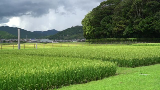 The shrines in Japan