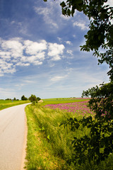 Fototapeta na wymiar Spring rural landscape with green grass and blue sky