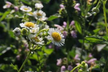 cat on a green meadow