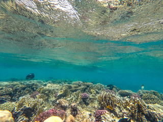 Underwater background of ocean and free space for your decoration. 