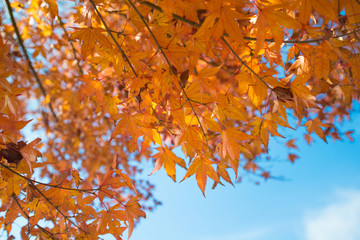 Maple leaves falls in autumn season