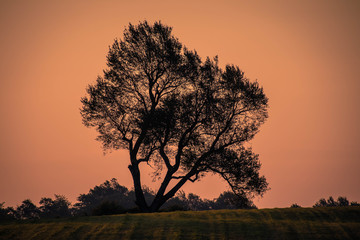 Fototapeta premium tree at sunrise