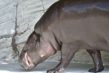 Close up, a face of Hippopotamus