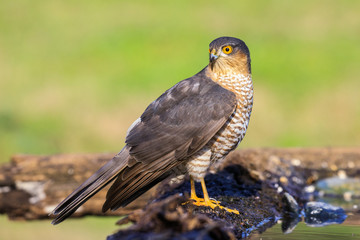 Sparviere (Accipiter nisus) davanti a una pozza d'acqua