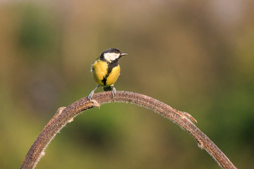 cinciallegra (Parus major) sull'albero