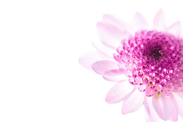 Chrysanthemum bright pink flower. On white isolated background with clipping path. Closeup no shadows. Garden flower.