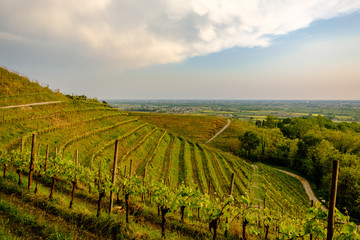 Naklejka premium Evening storm in the vineyards