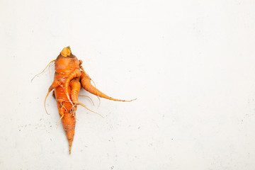 Ugly pure organic carrot picked from garden