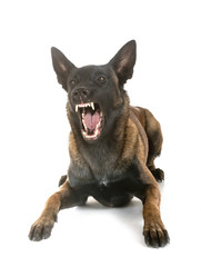 gray german shepherd