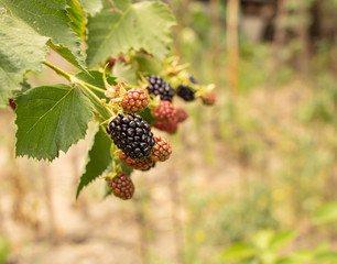Ripe blackberries in the garden, bush with Blackberry concept