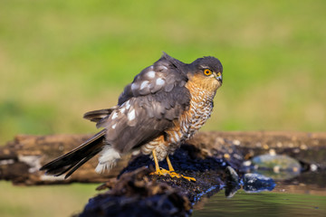 Sparviere (Accipiter nisus) davanti a una pozza d'acqua