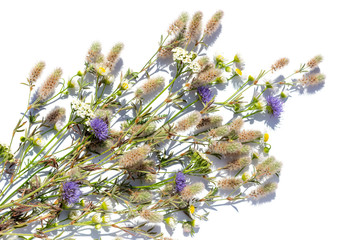 A bouquet of summer flowers and herbs on a white background in bright light. Isolated summer...