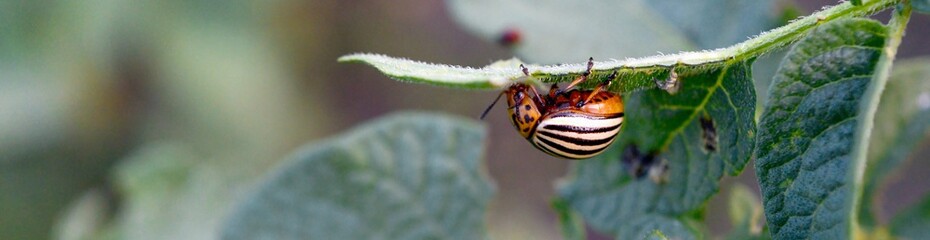 Colorado potato beetle Leptinotarsa decemlineata crawling on potato leaves
