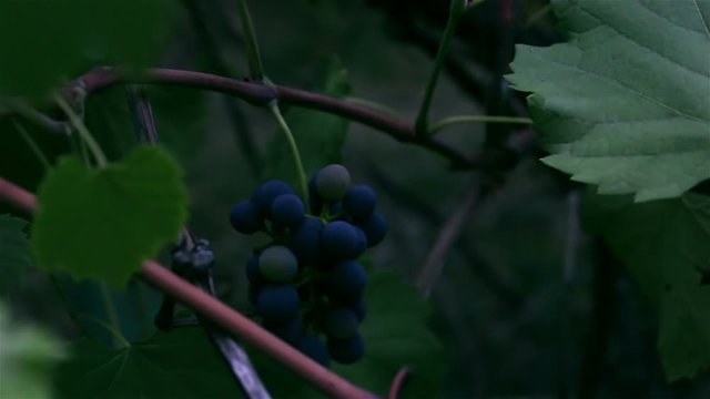 A bunch of grapes sways in the wind. A bunch of grapes ripen on a branch.