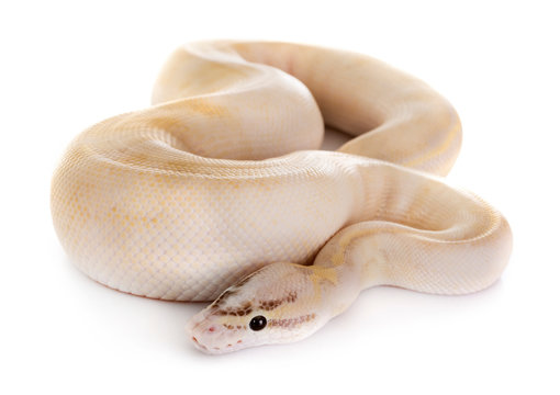 Ball python in studio