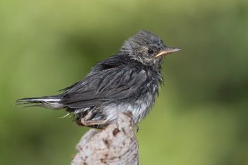 Chick of White wagtail (Motacilla alba)