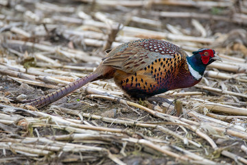 pheasant