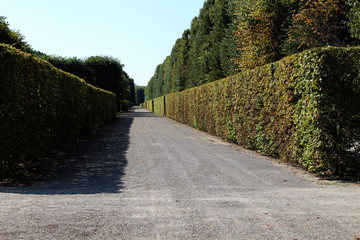 Eine Heckenallee in Herrenhausen