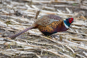 pheasant