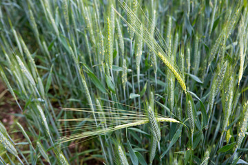 Young sprouts of wheat, close up view.Nature background.
