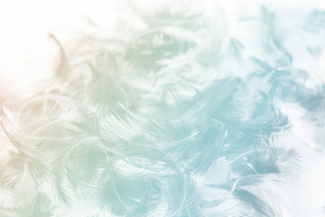 Fototapeta premium Blurred pastel feather blur, Pastel colors are simulated in feathers