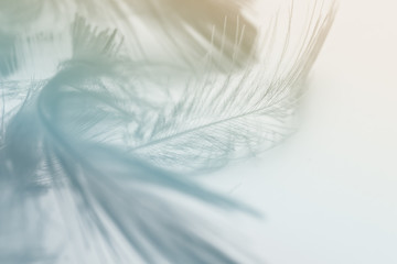 Fototapeta na wymiar Blurred pastel feather blur, Pastel colors are simulated in feathers