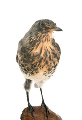 thrush in studio