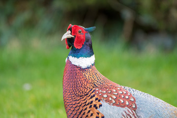 pheasant