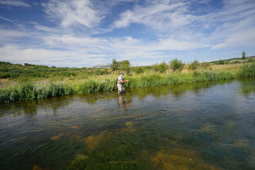 Obraz na płótnie Canvas fly trout fisherman in the river