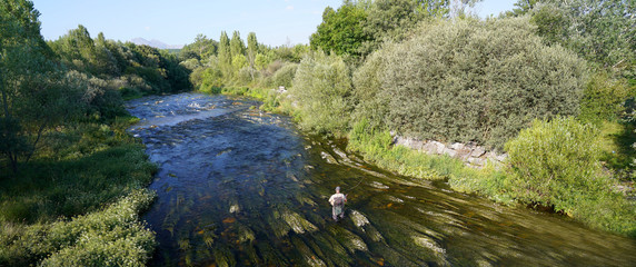 fly trout fisherman in the river