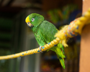Un loro en una cuerda
