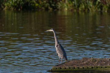 Greay heron in a pond at bird sanctionary Hjälstaviken west of Stockholm