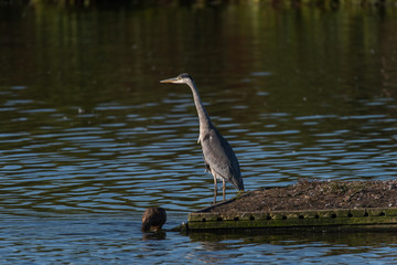 Greay heron and ducks in a pond at bird sanctionary Hjälstaviken west of Stockholm