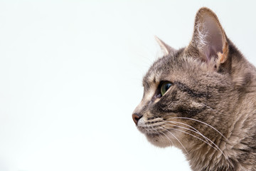 The head of a cat photographed from the side on a white background. Copy space. Concept - pet