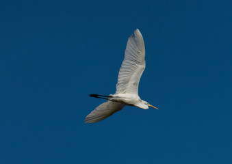 Great egret flying over the bird sanctionary Hjälstaviken west of Stockholm