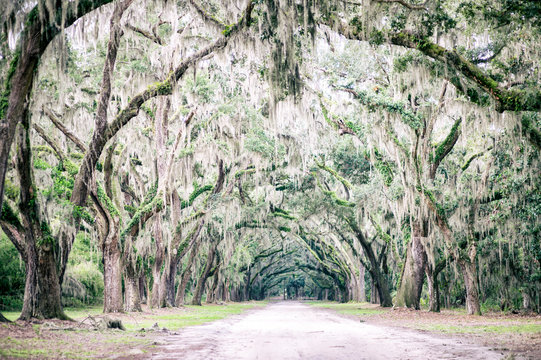 Atmospheric Southern country road lined with oak trees with overhanging branches dripping in Spanish moss near Charleston, South Carolina, USA