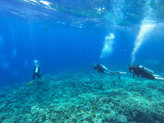 Obraz premium Diving time and underwater photo of ocean. 