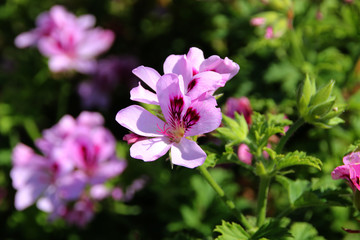 Rosa Blüten im Berggarten