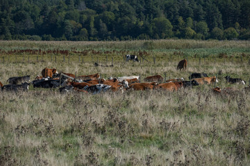 Cows in a meadow  in bird sanctionary Hjälstaviken west of Stockholm