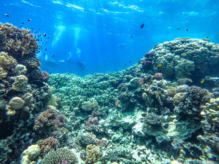Fototapeta na wymiar Diving time and underwater photo of ocean. 