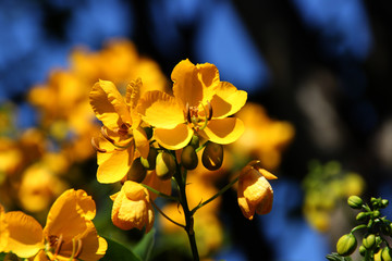 Gelbe Blüten an einem Baum